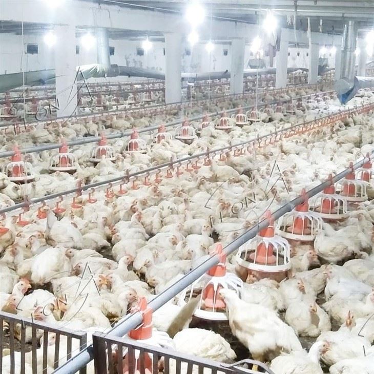 Broiler Chicken Raising System Broiler Chicken Raising System