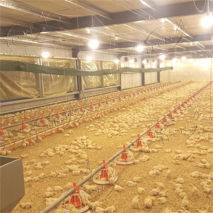 Broiler Chicken Raising System Broiler Chicken Raising System