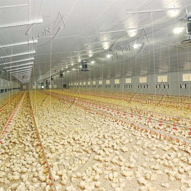 Broiler Chicken Raising System Broiler Chicken Raising System