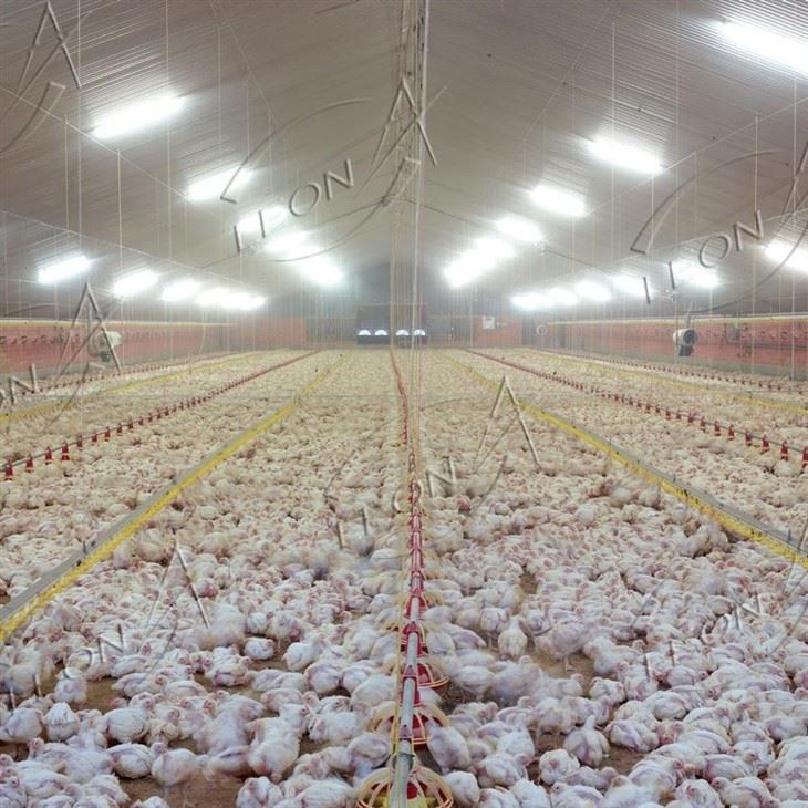 Broiler Chicken Raising System Broiler Chicken Raising System