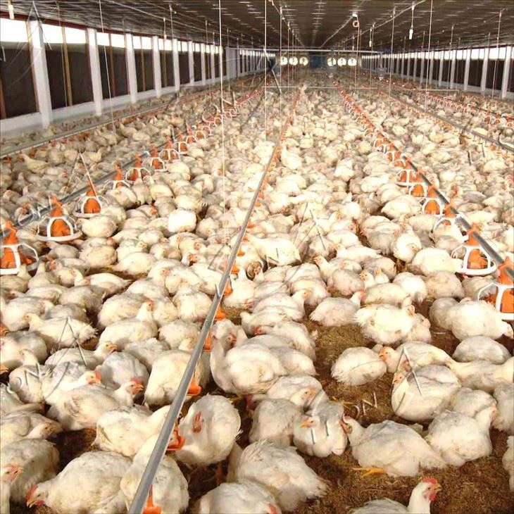 Broiler Floor Raising System