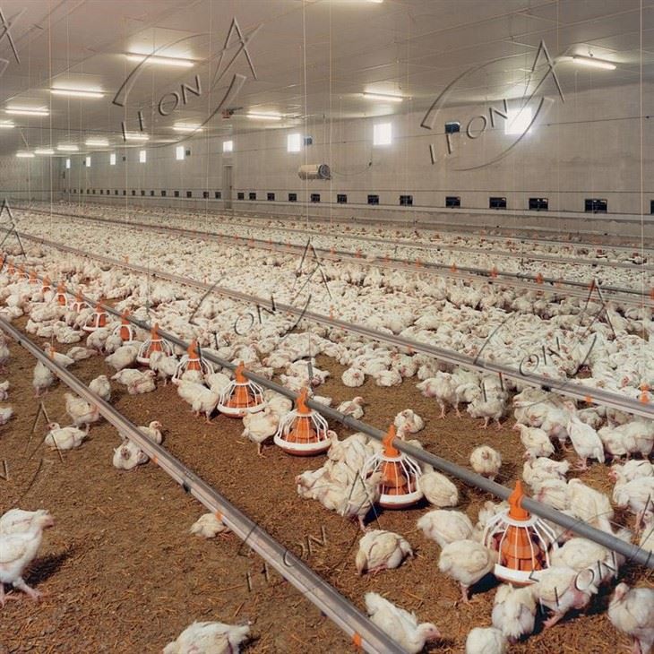 Broiler Floor Raising System