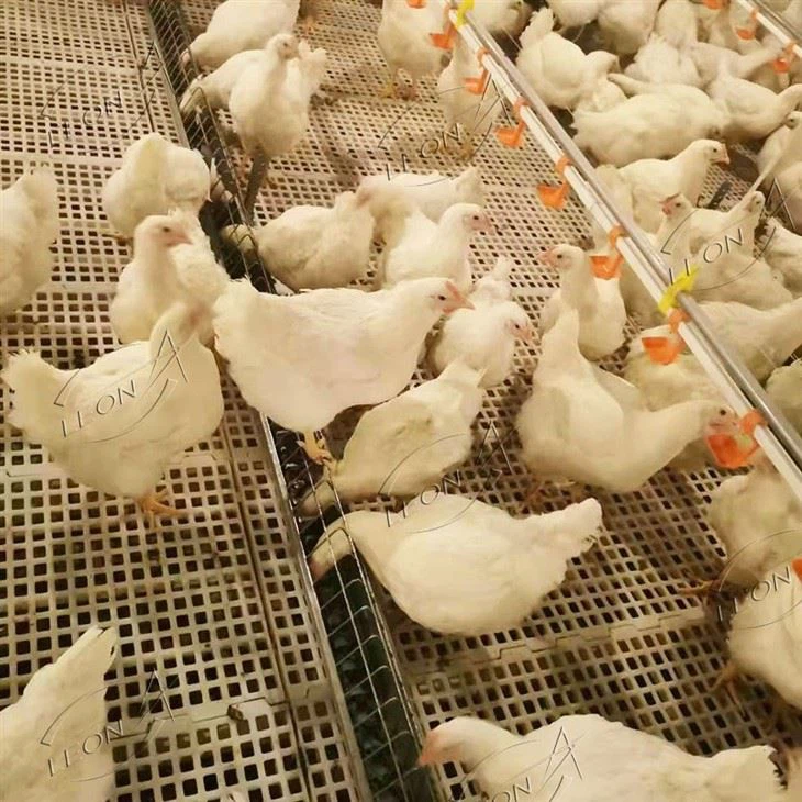 Broiler Parent Stock Chain Feeding Line System For Breeder Broiler Parent Stock Chain Feeding Line System For Breeder