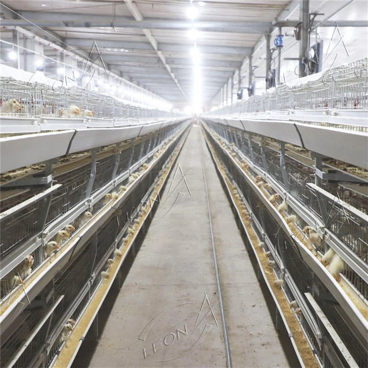 broiler poultry farming