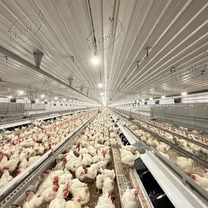 High-quality Efficient Raising System For Breeder factory