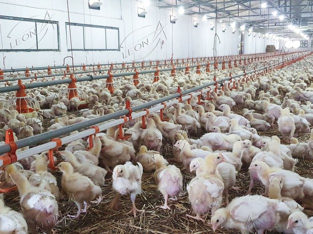 broiler chicken ground raising system 1 broiler chicken ground raising system 1