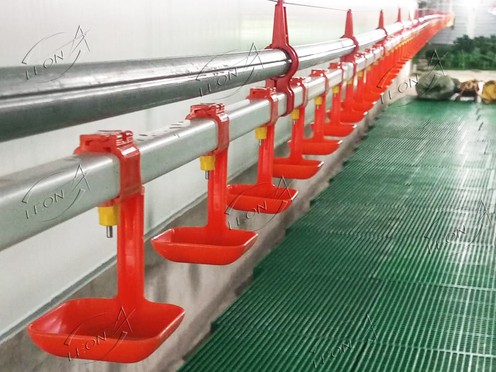 broiler chicken ground raising system drinking broiler chicken ground raising system drinking